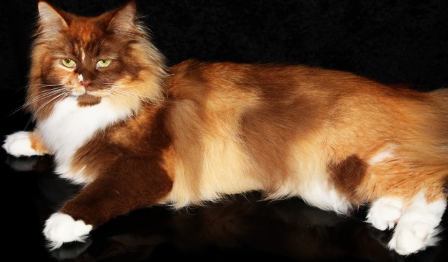 Schöne Sibirische Katze (Kastriert) abzugeben - Sibirische Katze - Diekhusen-Fahrstedt