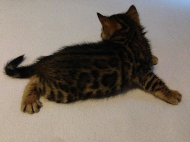 Bengal Kitten aus Mataglani Verpaarung  - Bengal - Grevenmacher