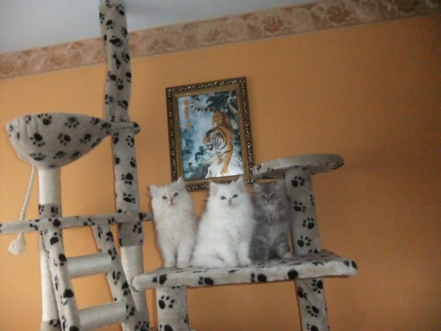 Perserkatzen Babys - Perser - Freiburg