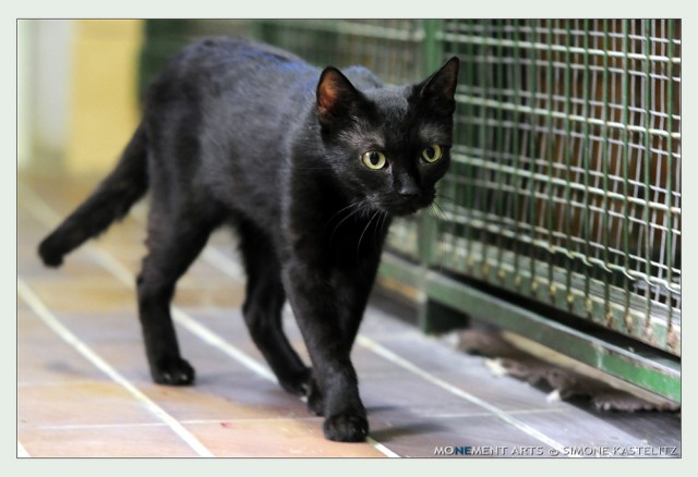 Suchen einen lieben verschmusten schwarzen Kater oder eine schwarze Katze - Hauskatzen - Eußerthal 