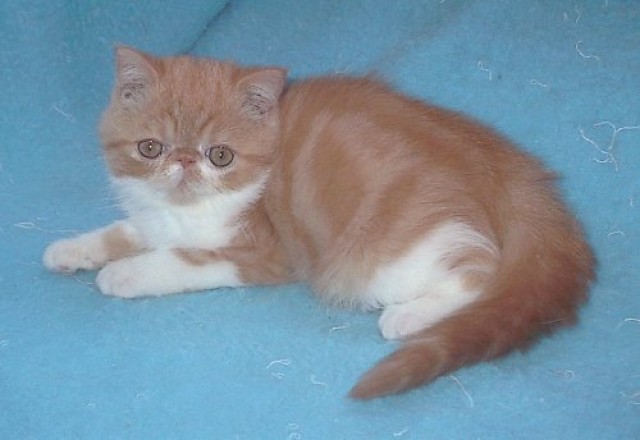 Exotic Shorthair Bube - Exotic Shorthair - Weißenfels