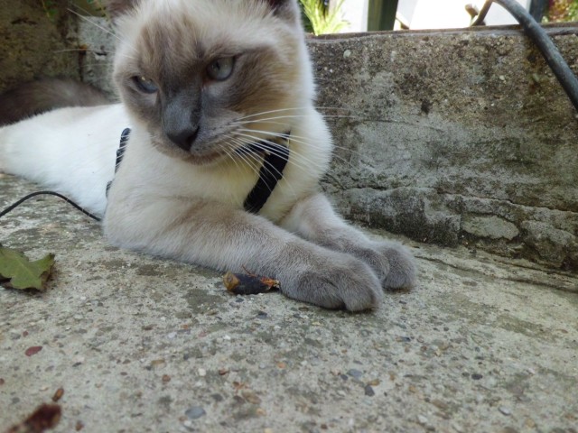 Biete Siam Deckkater - Deckkater - Groß-Enzersdorf