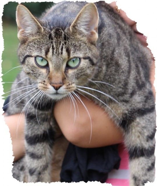 Kater vermisst! - Freigaenger - Uelitz