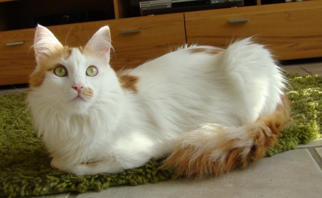 Türkisch Angora Katze - Katzen Sonstige - Mechernich