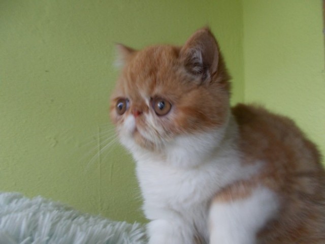 Exotic Shorthair Katerchen - Exotic Shorthair - Weißenfels