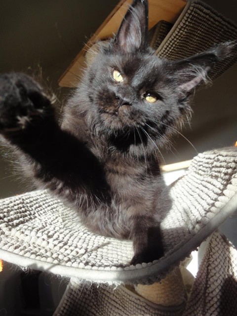 Lackschwarzes Maine Coon Katerchen mit riesigen Pinseln - Maine Coon - Bergkirchen