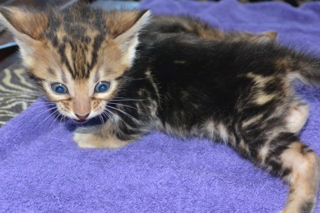 Traumhafte Bengalkitten - Bengal - stavenhagen 