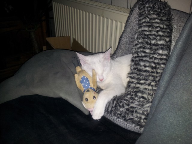 Suche Deckkater  - Deckkater - Stuttgart