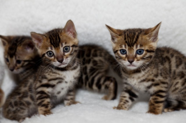 Bengalkitten mit sehr schöner Fellzeichnung ab sofort abzugeben  - Bengal - Ratingen 