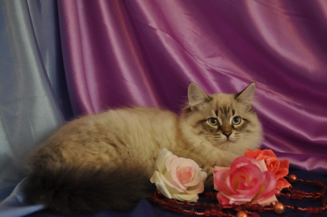 Schones Neva Masquarade (Sibirische Katze) Katerschen, Kitten Champion. - Neva Masquarade - Hemmingen