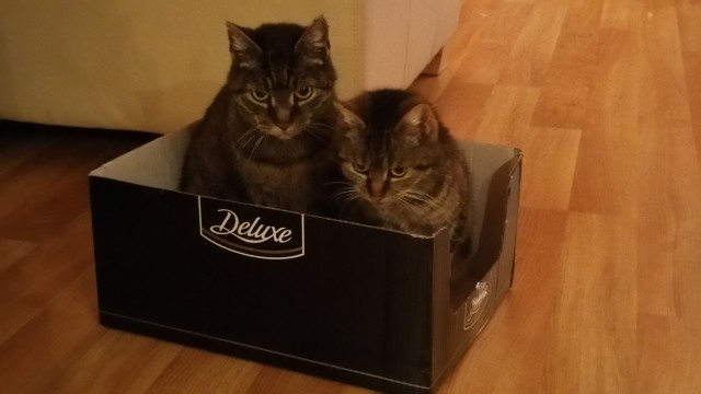 Katzen Trennen Katzen Trennen