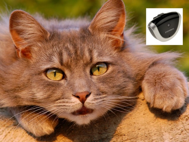 Katzen Kamera - günstig mieten, deutschlandweit  - Katzen Zubehoer - Bruckmühl