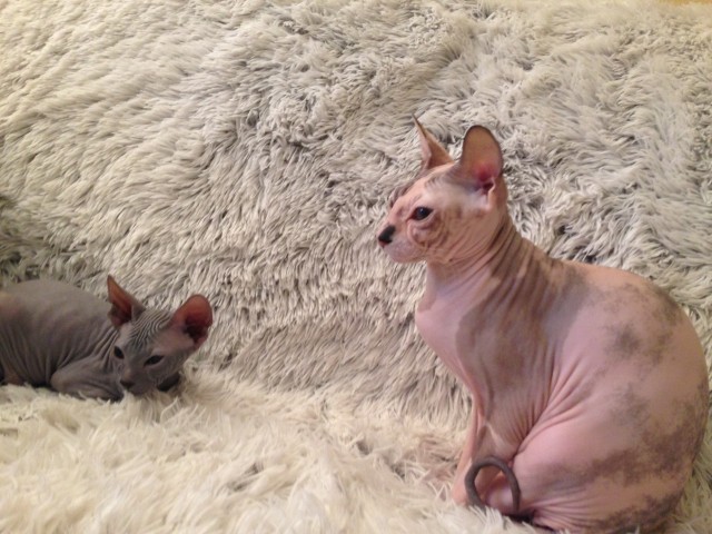 Don Sphynx Babys - Sphynx - Hamburg