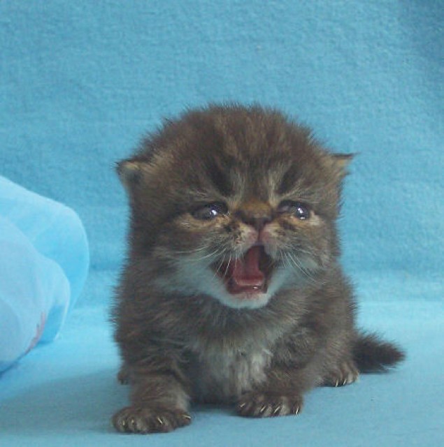 Perser und Exotic Shorthair Kitten - Perser - Hannover