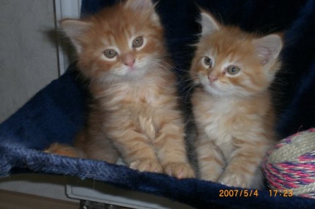 2 reinrassige Maine Coon Katerchen abzug. - Maine Coon - Klingenberg