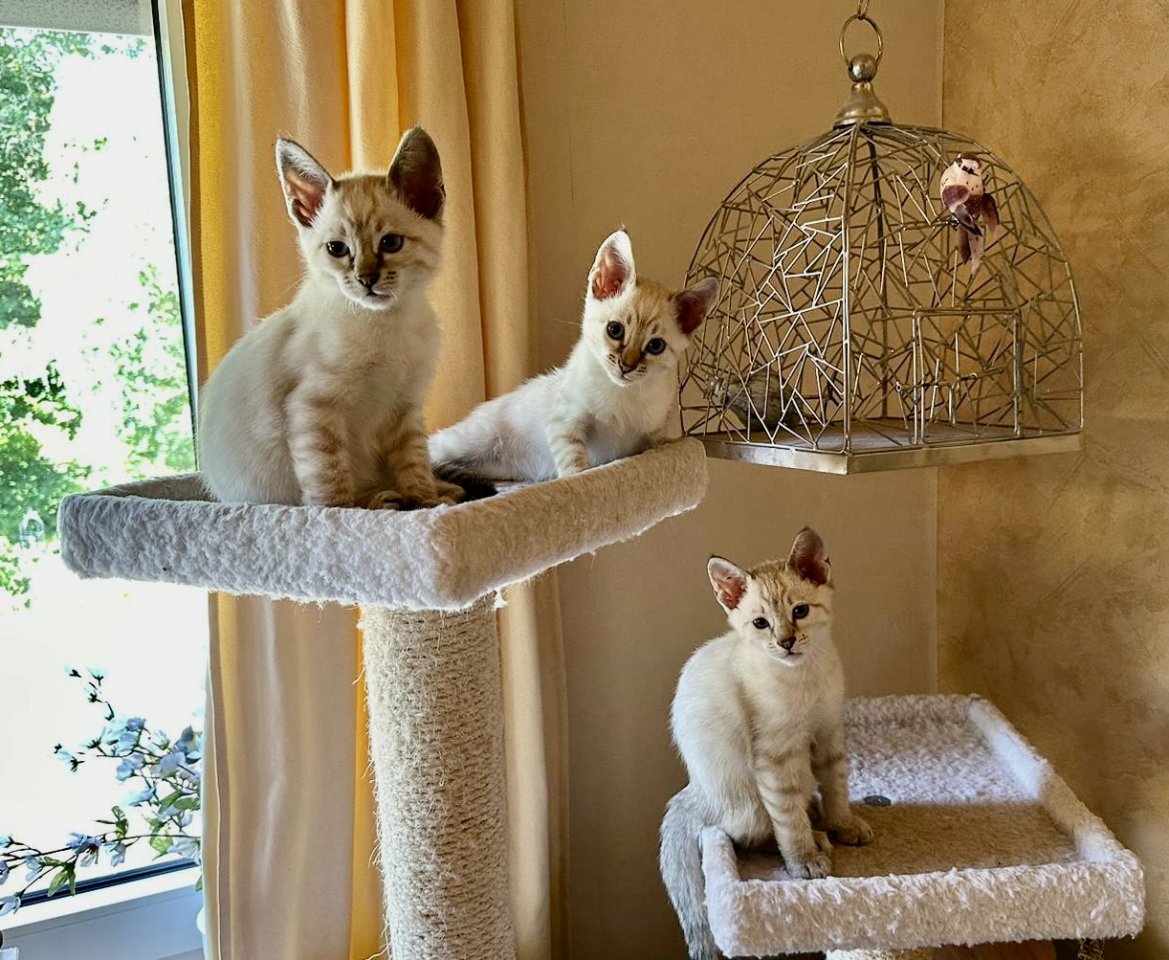 Snow Bengal Siam Kitten - Bengal - Oberstaufenbach