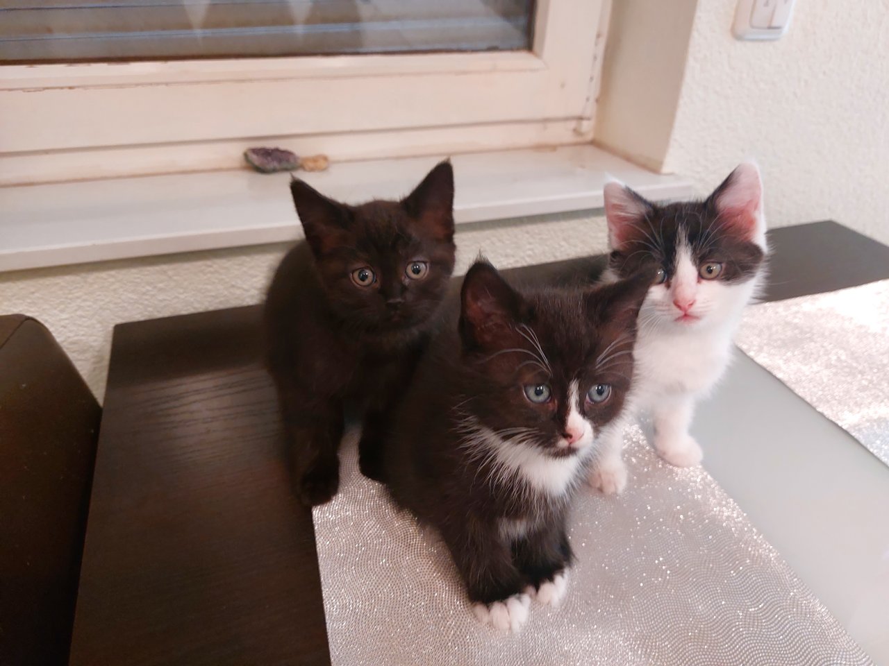 Süße BKH Kitten fast abgabebereit - British Kurzhaar - Essen