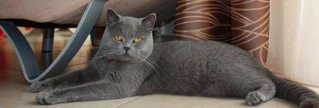 BKH Deckkater Blau, bereit fur kurze Affaire! - Deckkater - Bergkamen