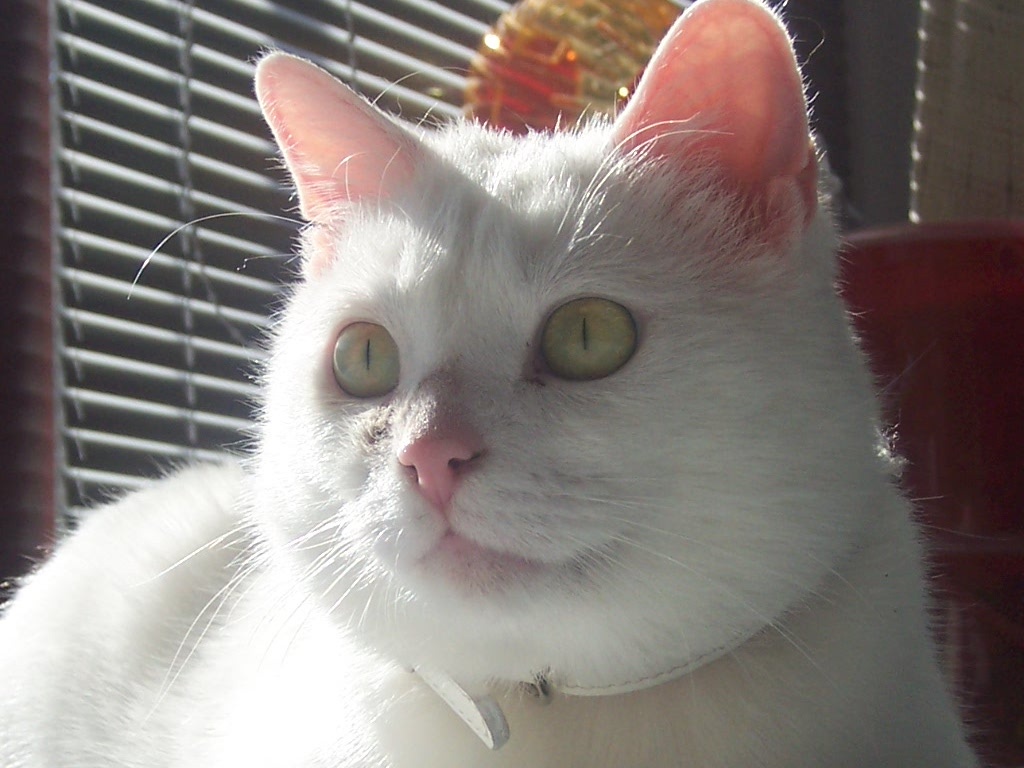Professionelle, liebevolle Katzenbetreuung / Haustierbetreuung im gewohnten Umfe - Katzensitter - Solingen