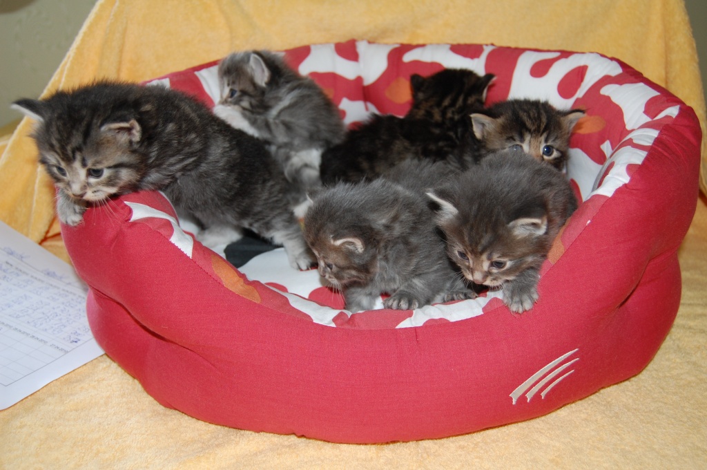 Norwegische Waldkatzen von den Weiherwiesen - Norwegische Waldkatze - Nidderau