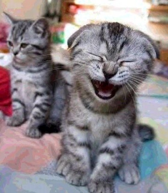 Suche dringend Katzenbaby! Kitten! 150 € - Perser - Rahden