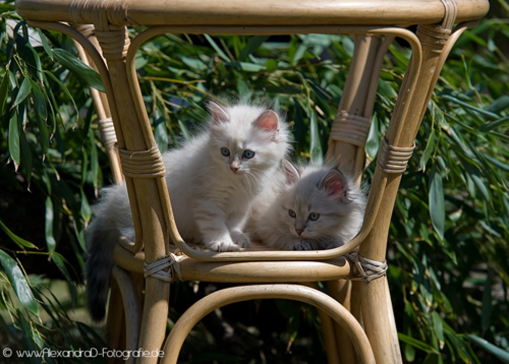 Sibirische Katzen und Neva Masquarade from Arctic Shadows - Neva Masquarade - Rüsselsheim