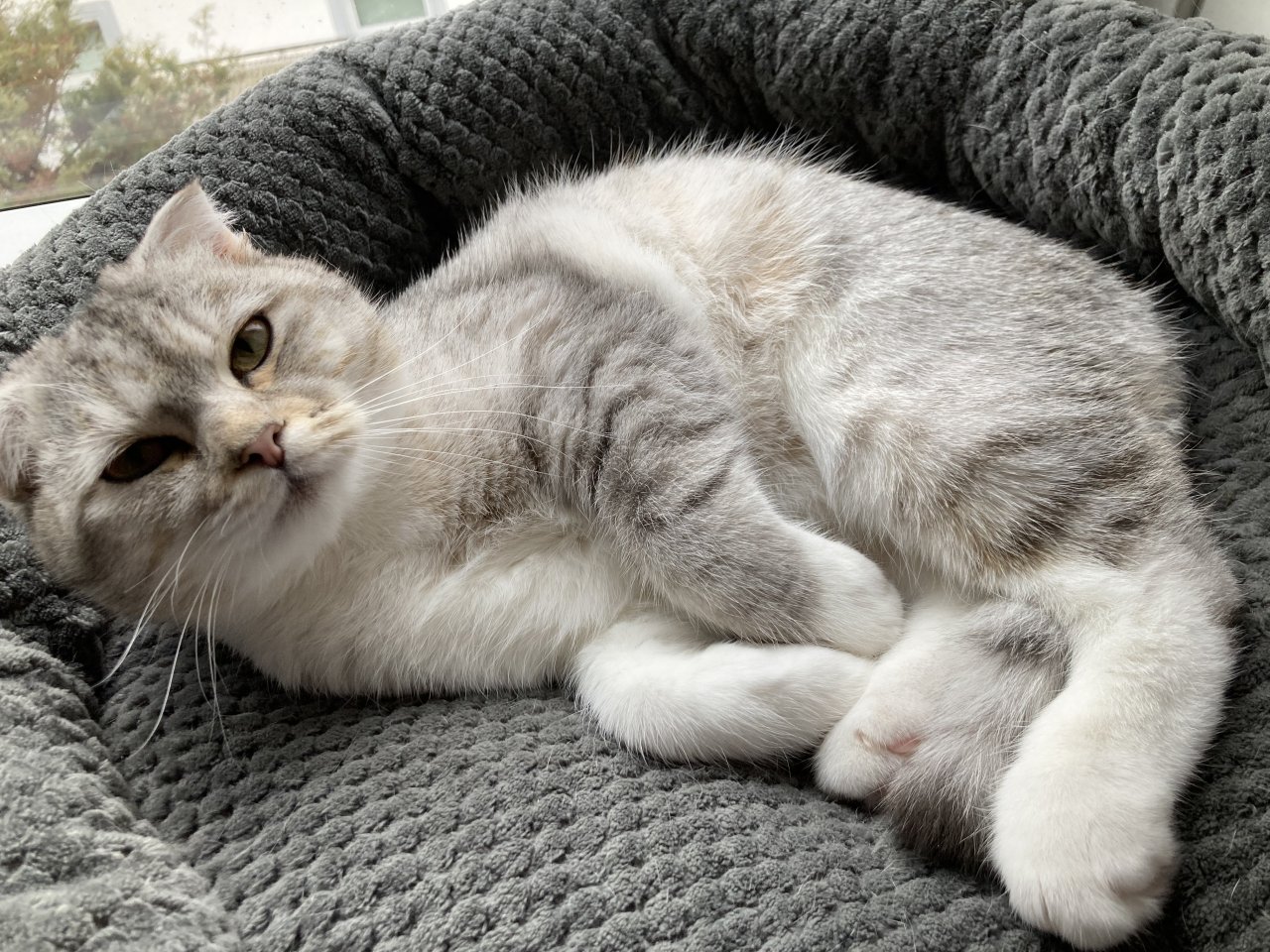 Kater kastriert 1 Jahr mit viel Zubehör - Hauskatzen - Bad Pyrmont