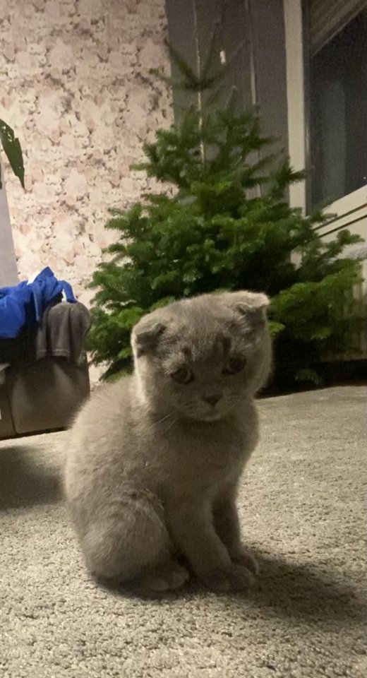 Liebevolles Kätzchen sucht ein neues Zuhause. - British Kurzhaar - Andernach