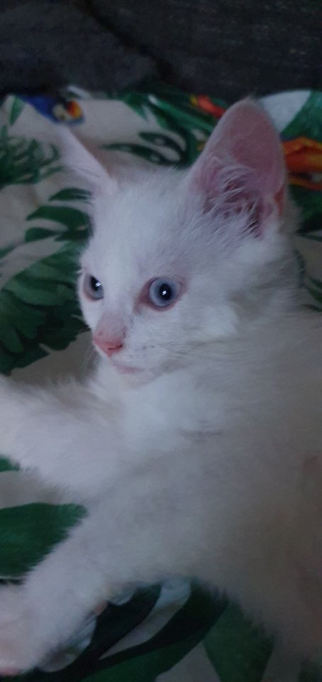 Babykatzen bkhmaincoonmix - Mischling - hilden