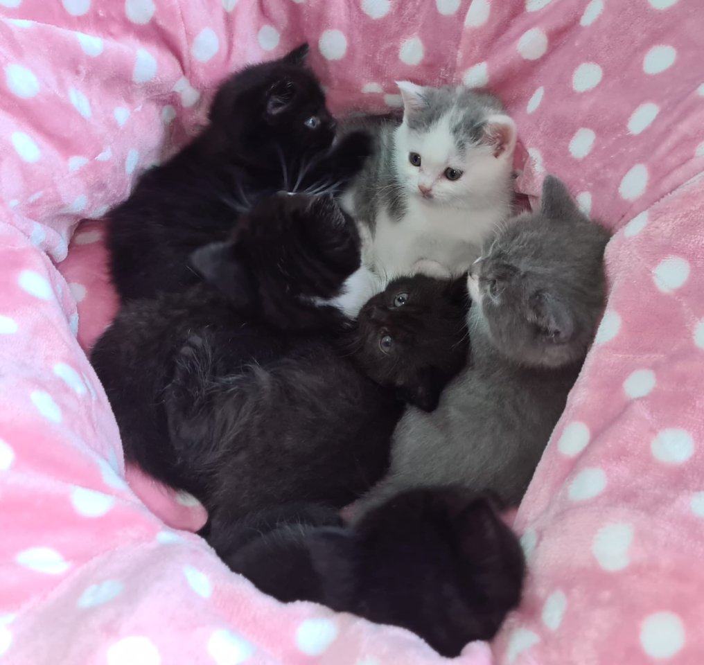 Reinrassige Britisch Kurzhaar BKH Kitten, Vater mit Stammbaum - British Kurzhaar - Wurzen OT Kühren