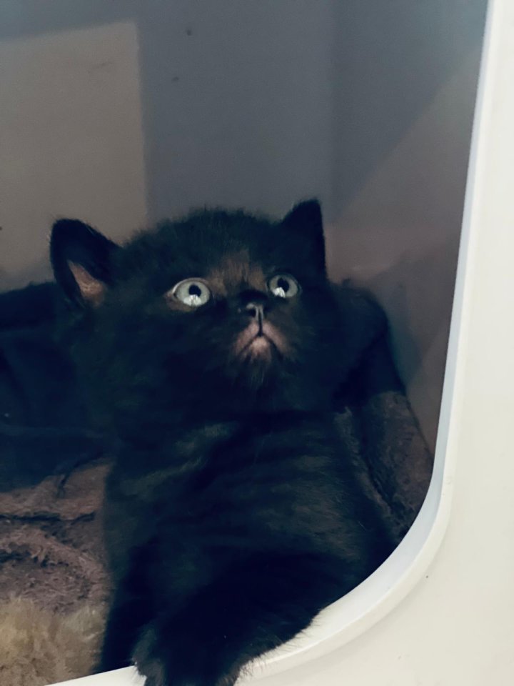 Bkh kitten reinrassig !! - Hauskatzen - Bad saulgau