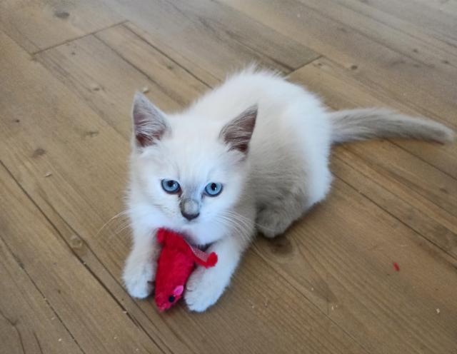 Heilige Birma BKH Mix Kitten anzugeben - Birma - Oberndorf am Neckar