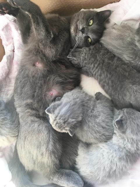 Russisch Blau BKH Kitten zum verlieben - Russisch Blau - Frankfurt am Main