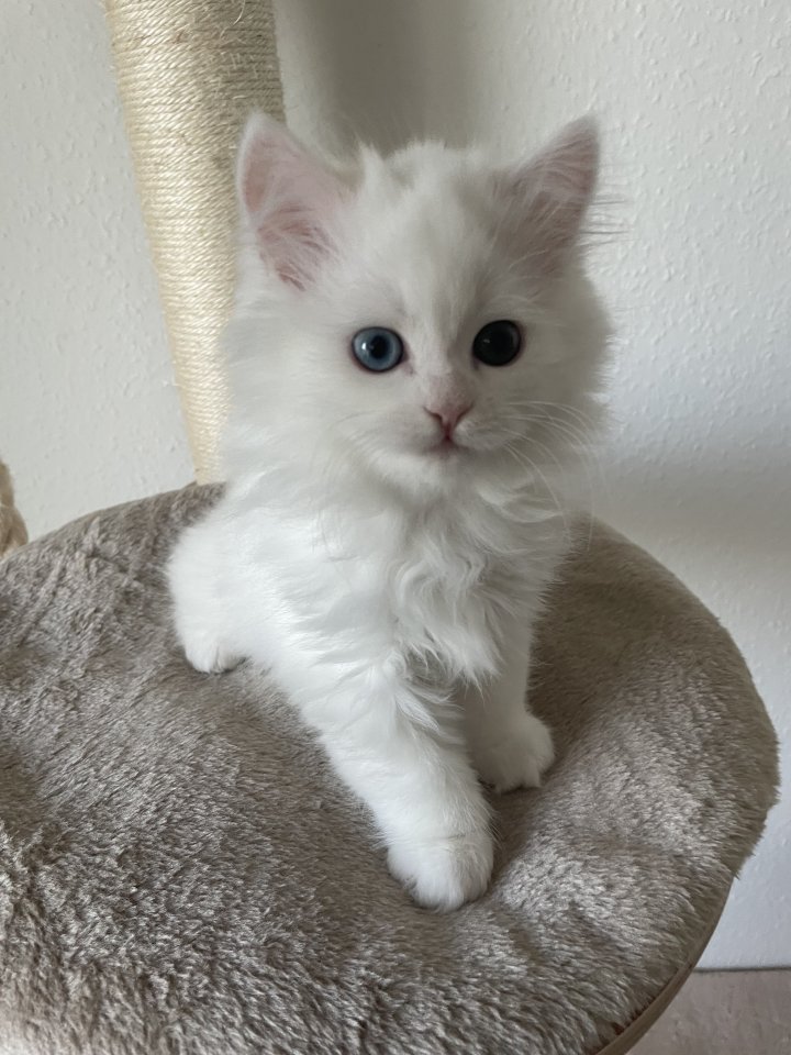 Weißer Perserkater mit blau und grünen Auge - Perser - Werdau