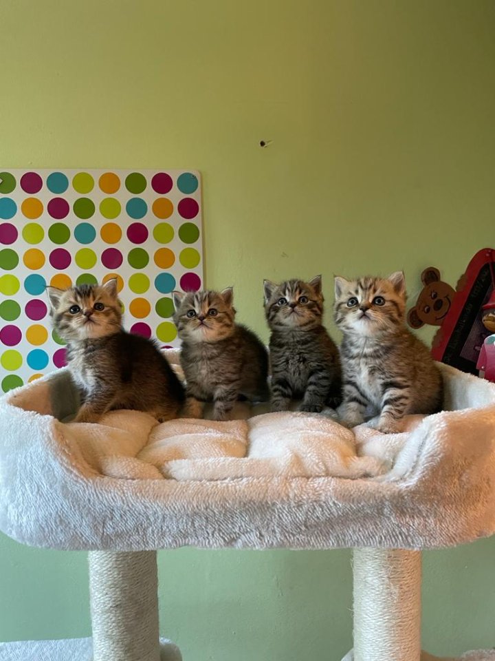 Reinrassige BKH Kitten - British Kurzhaar - Würzburg