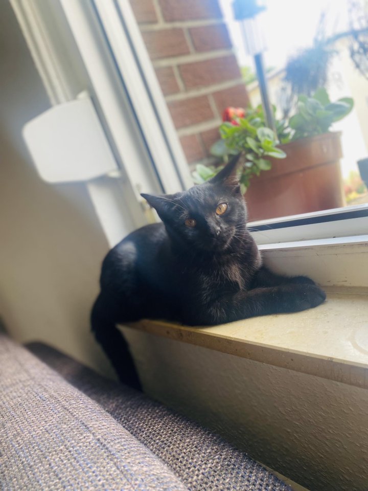 Katze verkaufen heißt bagera sucht ein neues wohnung - Hauskatzen - Düren 