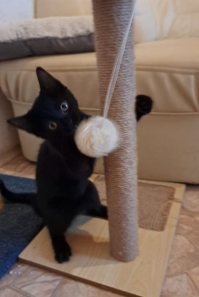 BKH Babykatzen - British Kurzhaar - Friesoythe