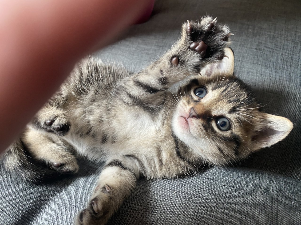 Wunderschöne Katzenkinder - Hauskatzen - Dornburg