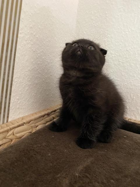 Scottish fold Junge in Dark Schoko  - British Kurzhaar - Berlin