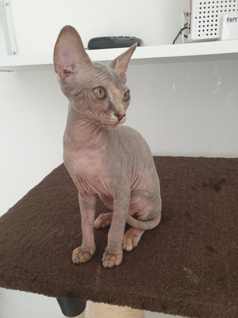 Canadische Sphynx Kitten Mädchen abholbereit - Sphynx - Hagen
