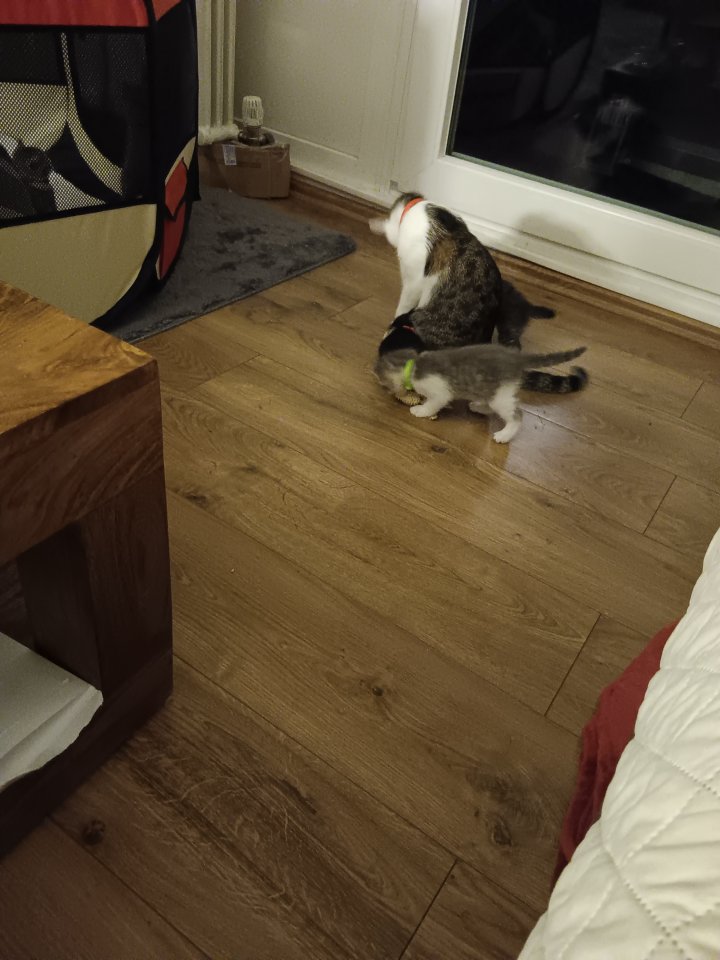 5 Katzenbabys zu verkaufen - Hauskatzen - Frankfurt am Main
