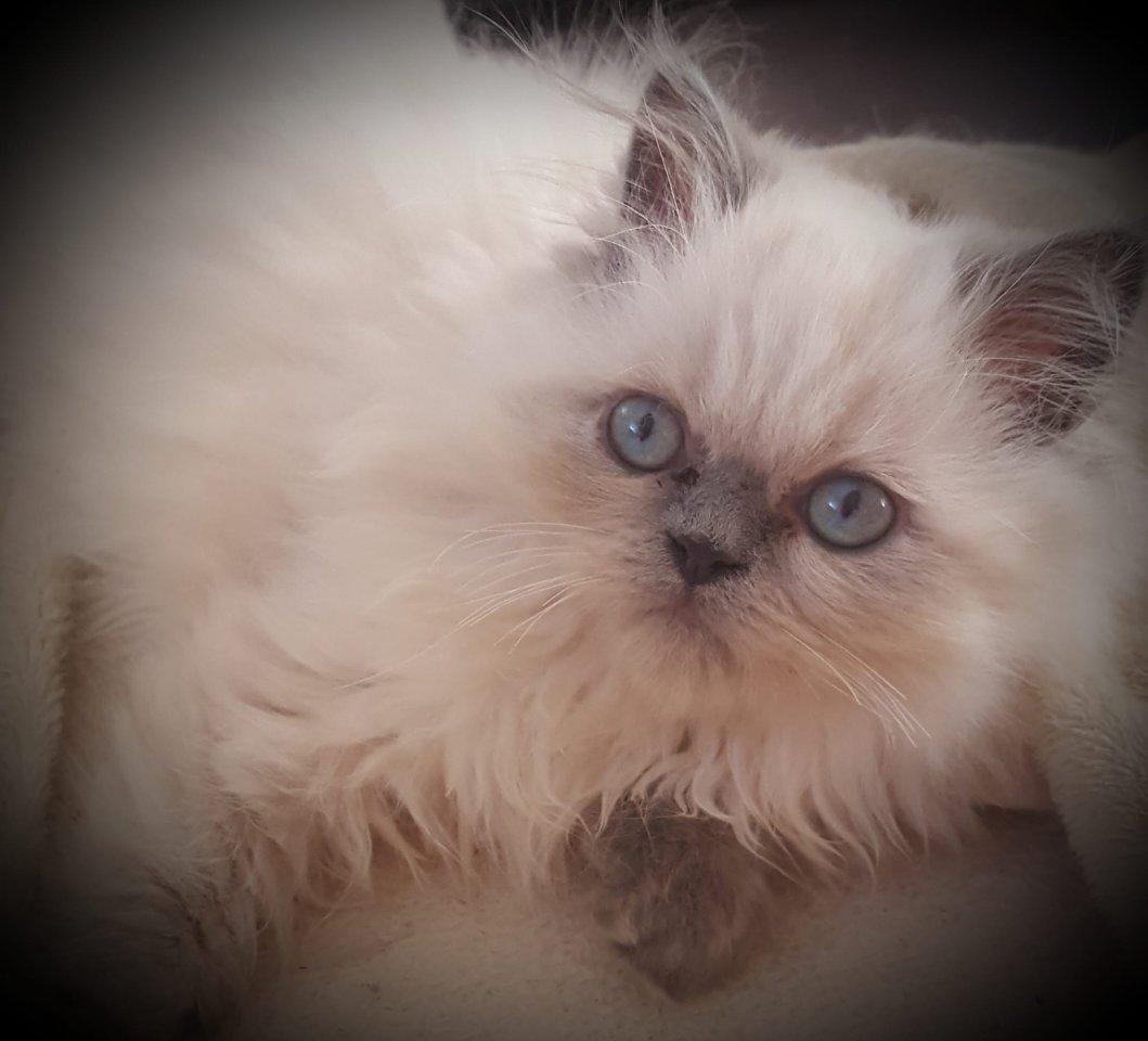 Perser, Kitten, Kater, Colourpoint, blaue Augen - Perser - Zeitz
