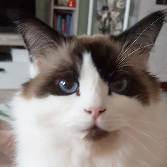 WODDY - männlich  10 Jahre  Birma-Perserkatze-Türkisch Van  Kastriert - Mischling - Lauf an der Pegnitz