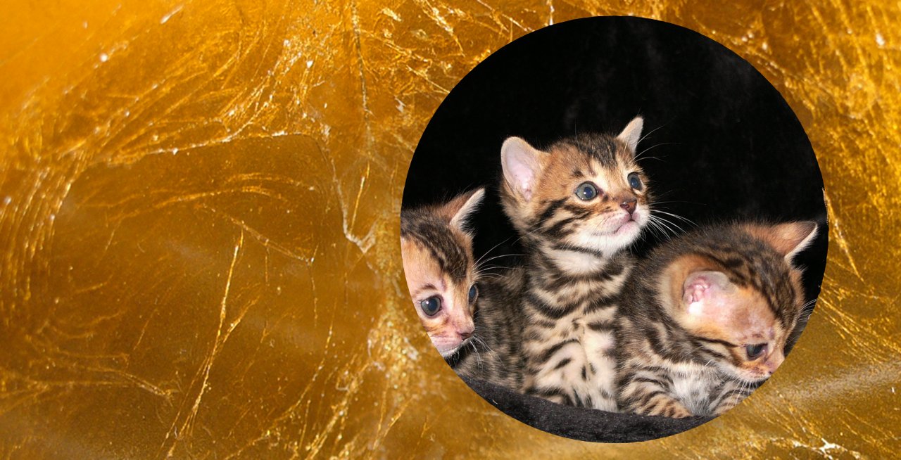 BERLINGOLD Bengals- Wurfankündigung - Bengal - Berlin