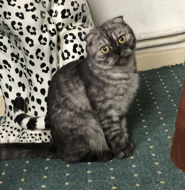 Scottish Fold Dame Betty 17.8.22 geb. - Scottish Fold - Jesteburg