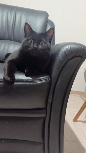 BKH DECKKATER  - British Kurzhaar - Bottrop