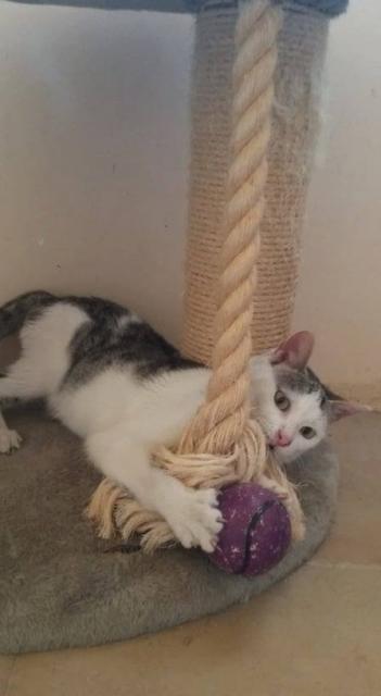 Leonie sucht ihre Familie - Hauskatzen - Bulgarien