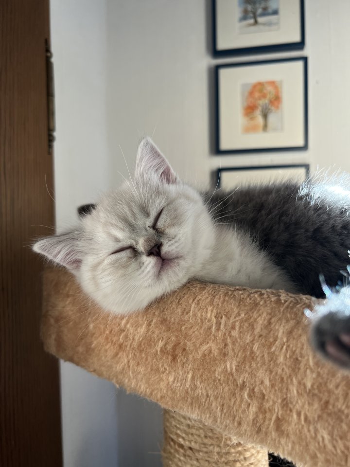 BKH Kitten Weibchen - British Kurzhaar - Schwäbisch Gmünd