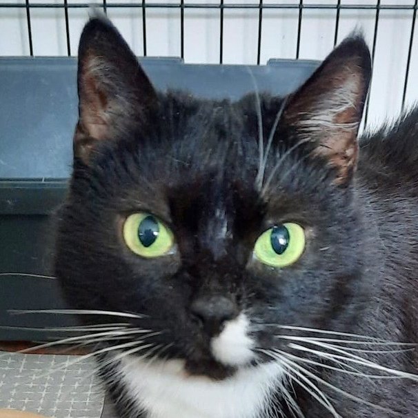 LINA - weiblich  9 Jahre  europäische Kurzhaarkatze  Gechipt  Kastriert - Hauskatzen - Lauf an der Pegnitz