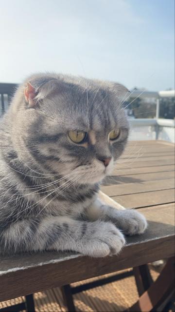 Bkh kater 5 jahre - Scottish Fold - Düren